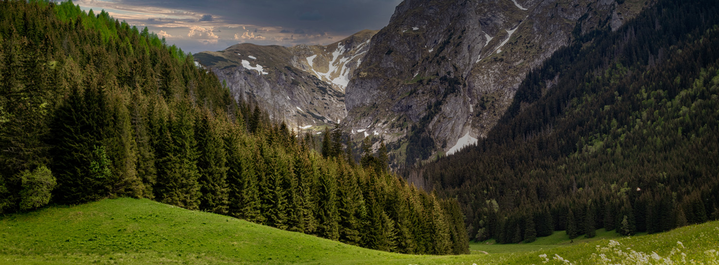 banner doga