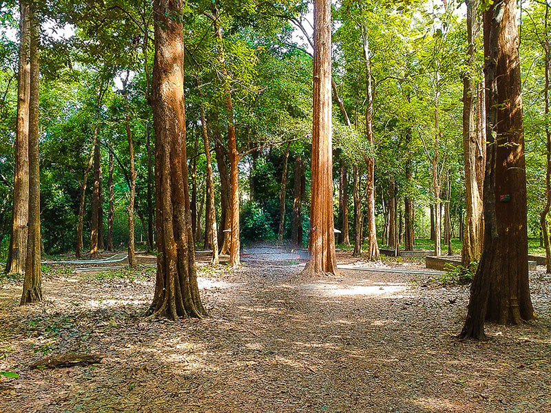 teak agaci