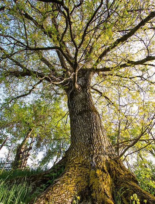 wallnut-tree